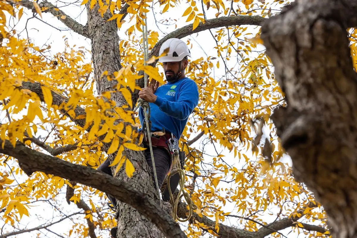 Skilled Tree Planting crew working in Saint Charles